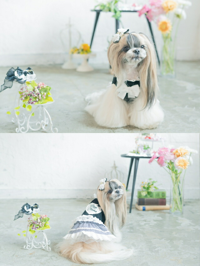 ハンドメイド♡犬服♡1点物】フリフリワンピ(バックル付)Sサイズ