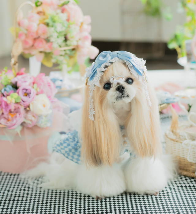 楽天市場】きゃんナナ 犬 アクセ ハロウィン CanNana 【きゃんナナ