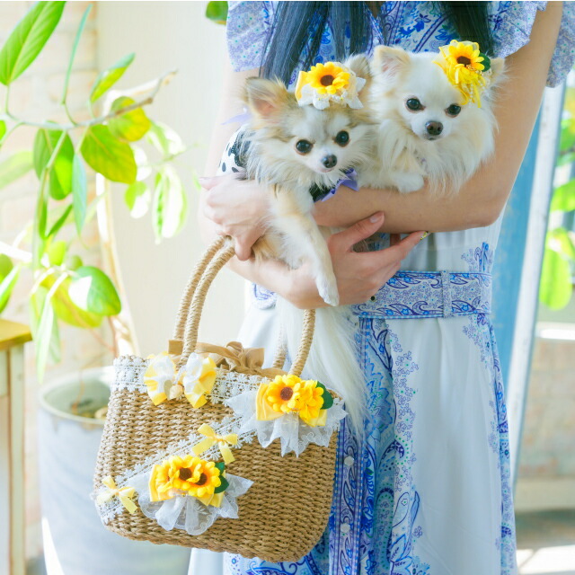 楽天市場】きゃんナナ 犬 リボン 夏 アクセサリー CanNana 【きゃん