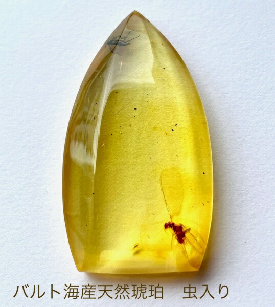 琥珀 虫入り 天然 アンバー 罕石卵 天然石 ムカデ 百足 甲虫