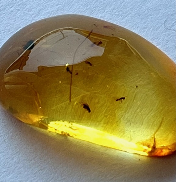 楽天市場】【天然琥珀】【虫入り琥珀】【琥珀ルース】バルト海天然琥珀