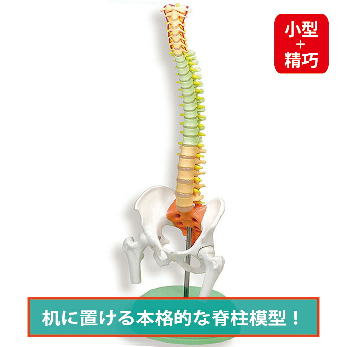 人体模型 脊椎構造 収納バッグ付き 全健会 人体模型 脊椎構造 収納