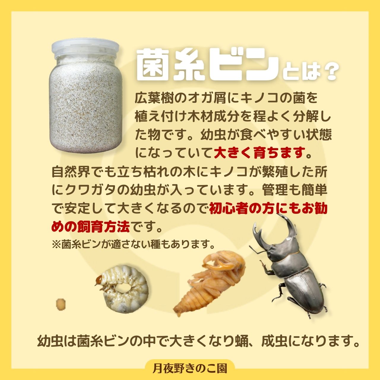 楽天市場】◇N-1400 カワラタケ系菌糸ビン！1400CC！1本目にオススメの