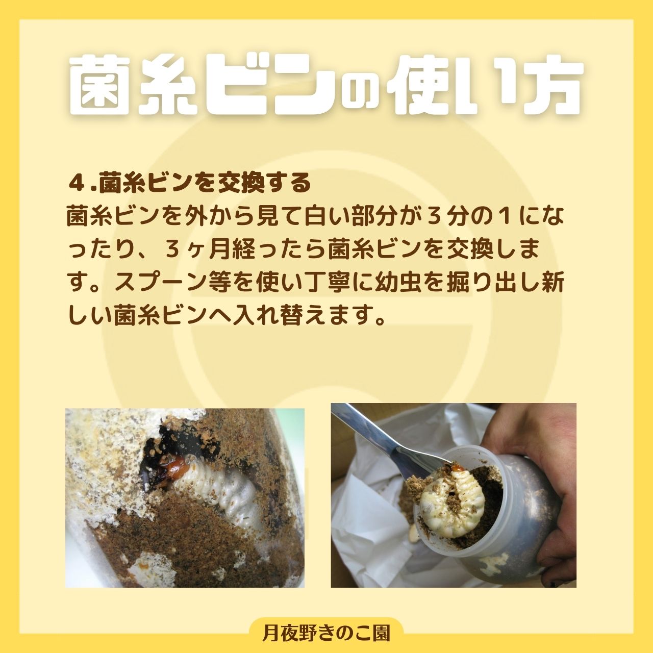 楽天市場】◇N-1400 カワラタケ系菌糸ビン！1400CC！1本目にオススメの