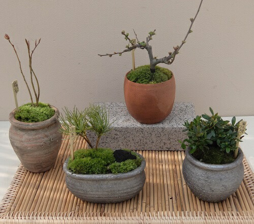 盆栽鉢 ミニ盆栽鉢 富舟 盆栽鉢 富舟 富舟さんの鉢 | みさきのミニ盆栽遊び