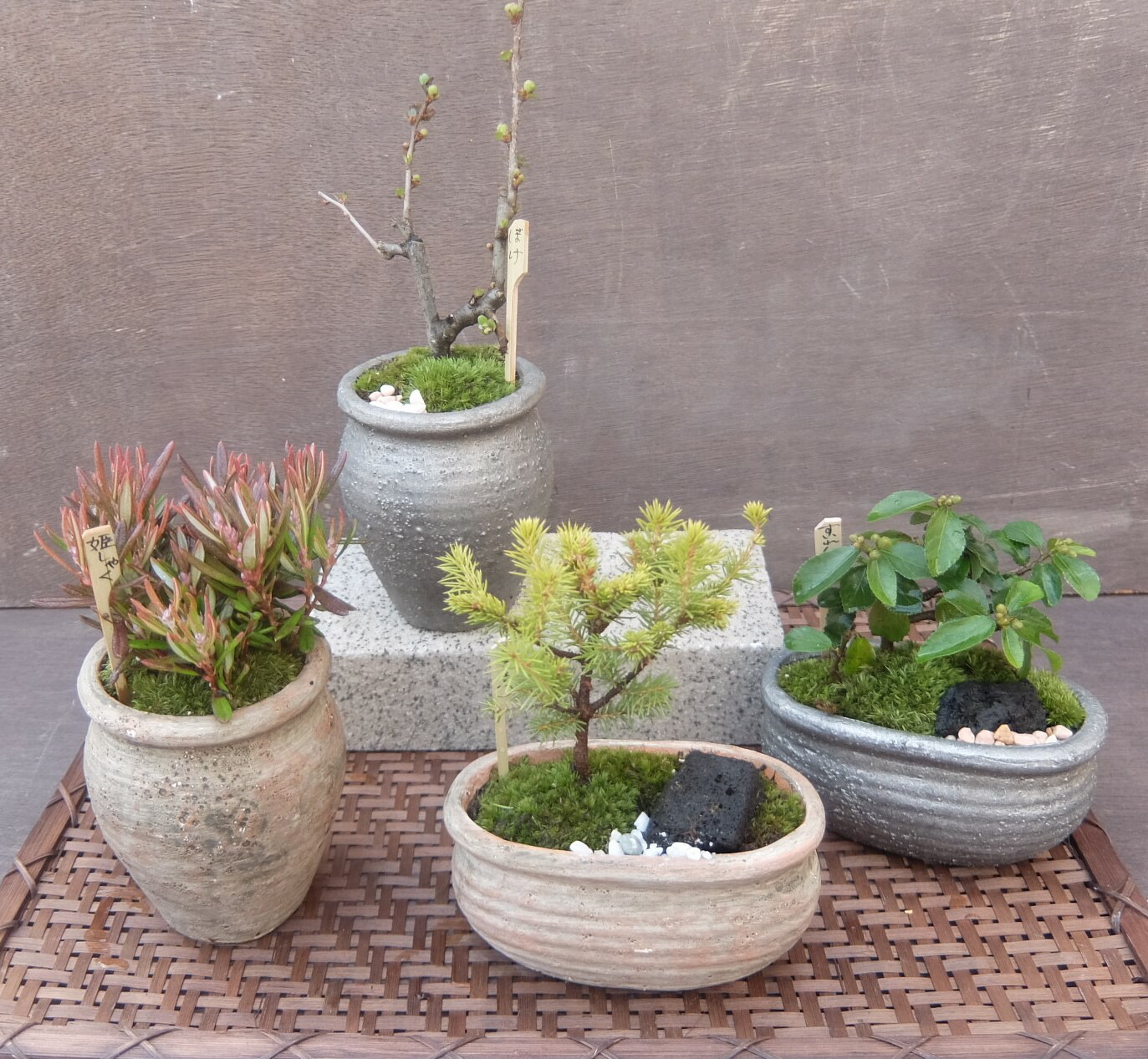 739.堂下豊生 盆栽鉢 植木鉢 小品盆栽 10*4cm 739.堂下豊生 盆栽鉢