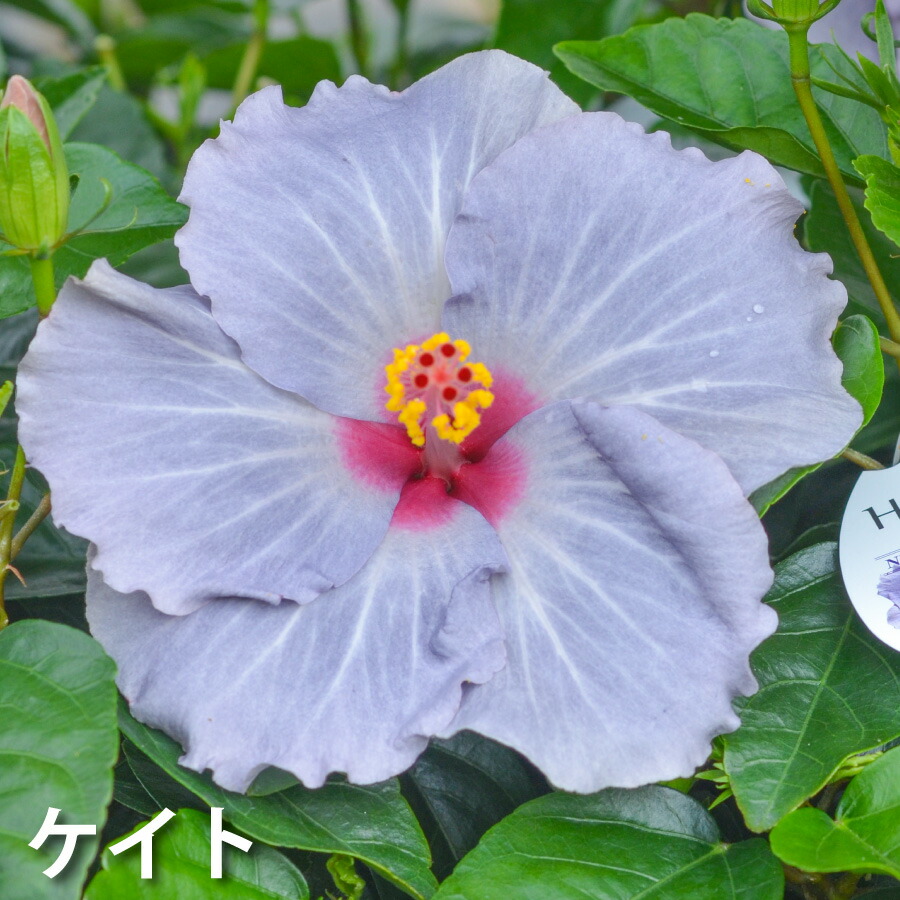 楽天市場】【超特価セール！】 ハイビスカス ハイビスキュース NEW