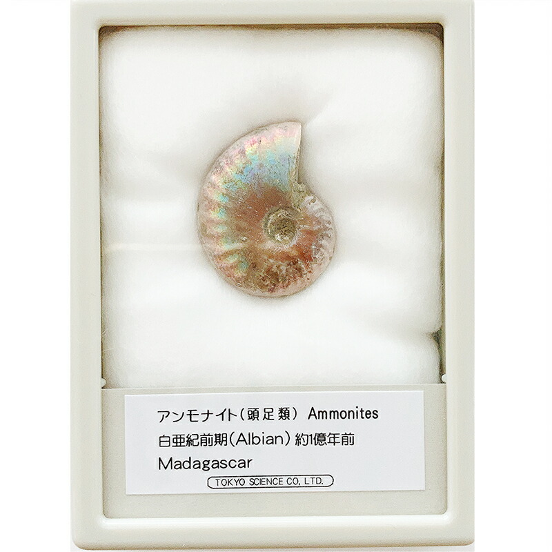 早い者勝ち 未開封 標本 希少な虹入りアンモナイト化石 白亜紀前期