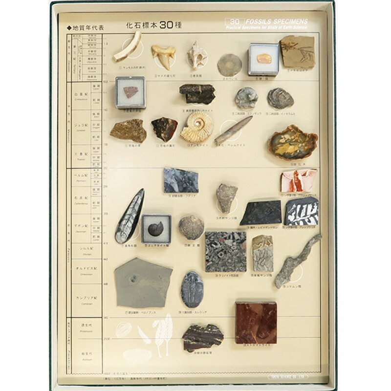 楽天市場】化石標本30種 東京サイエンス サメの歯 貨幣石 琥珀 恐竜の
