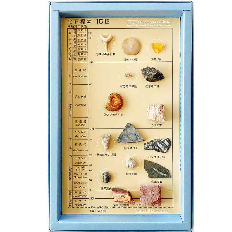 楽天市場】化石標本15種 東京サイエンス サメの歯 貨幣石 琥珀 恐竜の