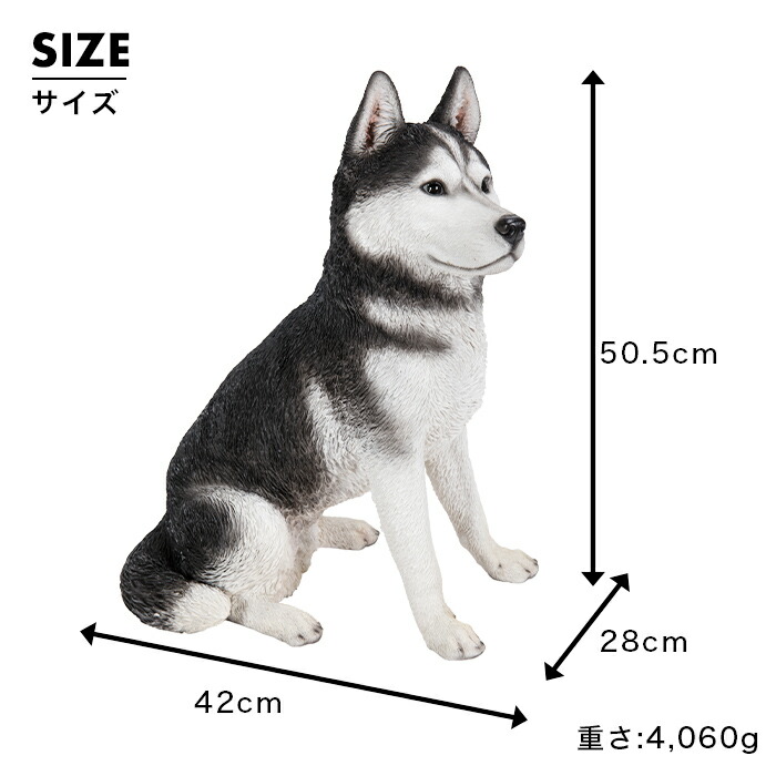 楽天市場】ちょこんと座るわんこ《 シベリアンハスキー (50.5cm