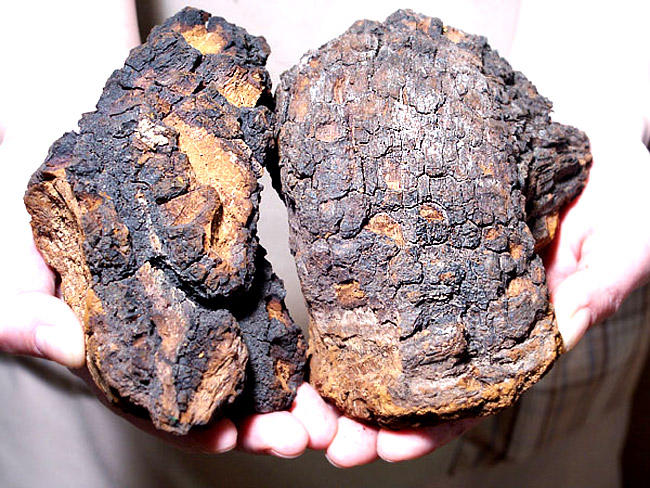 楽天市場】カバノアナタケ茶塊≪原体≫2.1kg【700g×3袋セット】≪業務