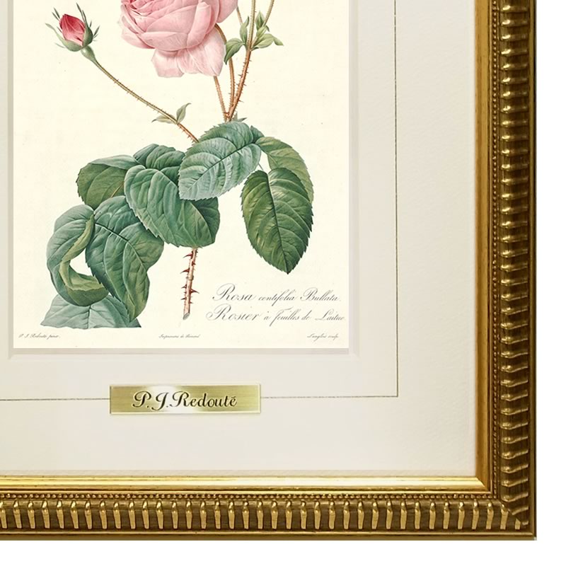 楽天市場】絵画 インテリア ルドゥーテ ローズ 絵額 複製画 『 バラ