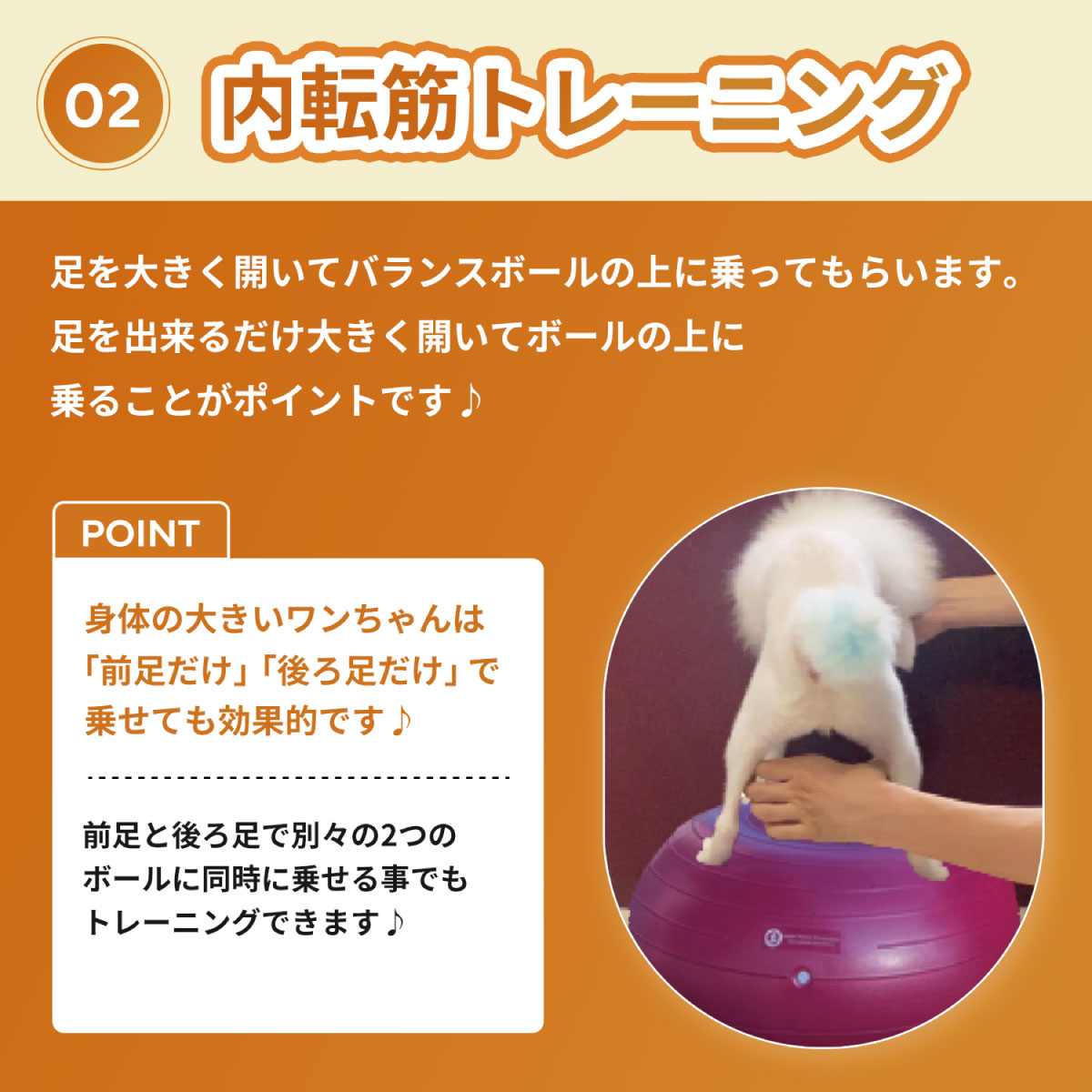 楽天市場】【ランキング1位！】犬用バランスボール アプリアドーナッツ