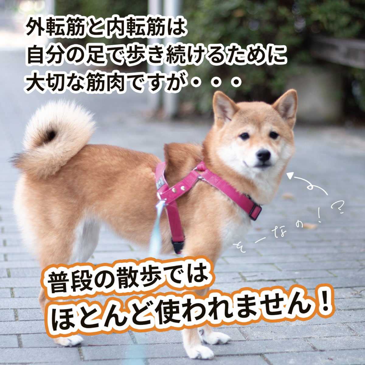 楽天市場】【ランキング1位！】犬用バランスボール アプリアドーナッツ