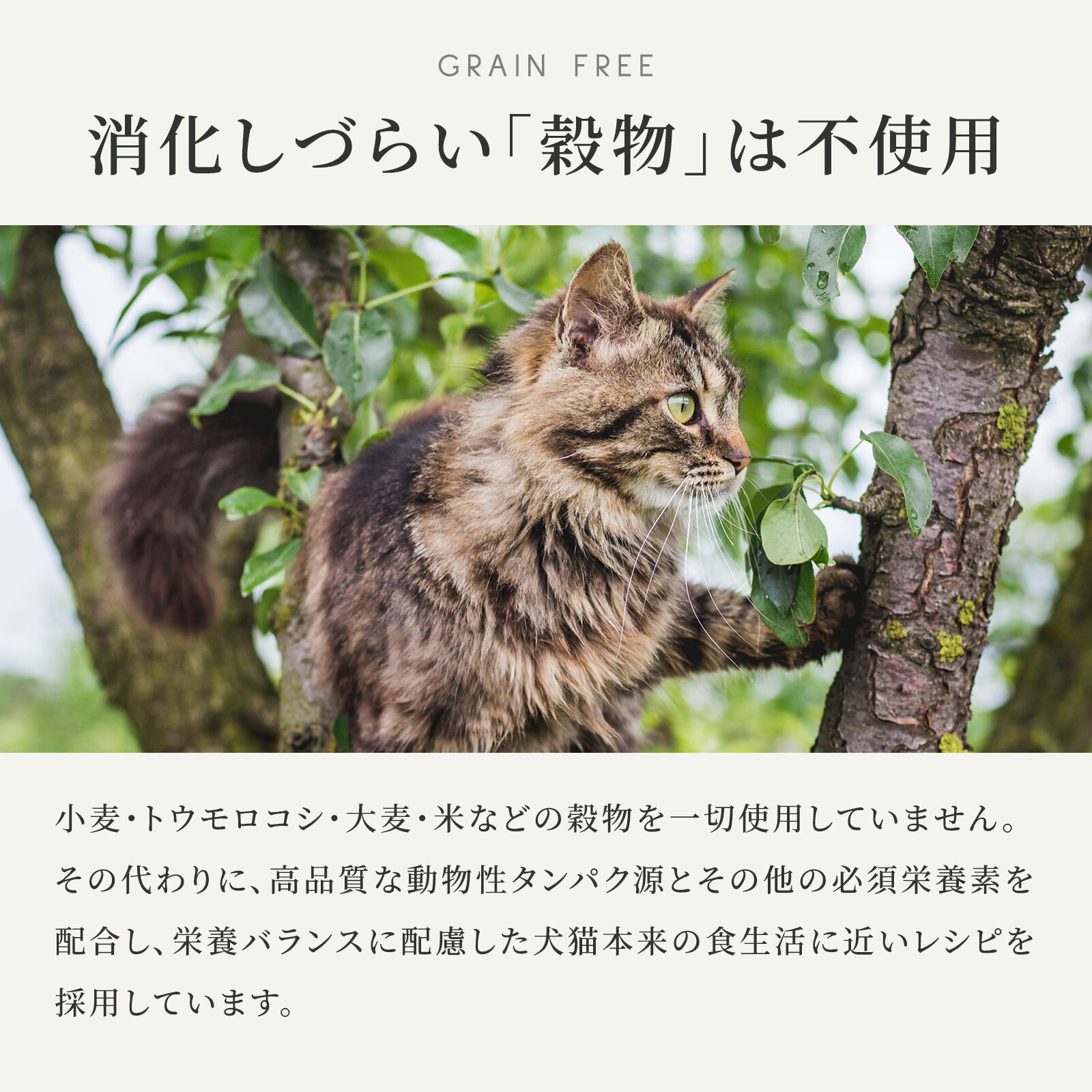 楽天市場】【公式】カナガン キャットフード サーモン (1.5kg) 全猫種