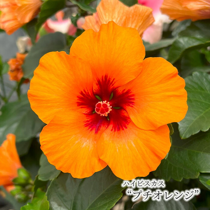 楽天市場】【予約販売】 ハイビスカス プチシリーズ プチオレンジ 5号
