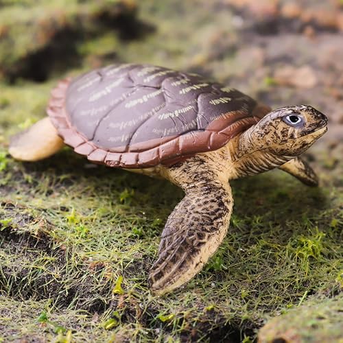 楽天市場】フィギュア 亀 生き物 モデル 両生類 爬虫動物 カメ 飾り