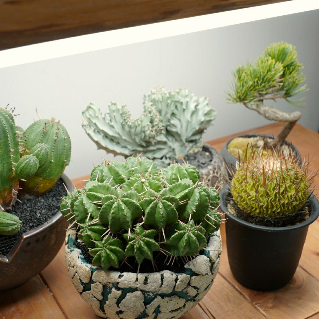 楽天市場】BARREL バレル【SHELF GROW SLIM】植物育成ライト LED照明