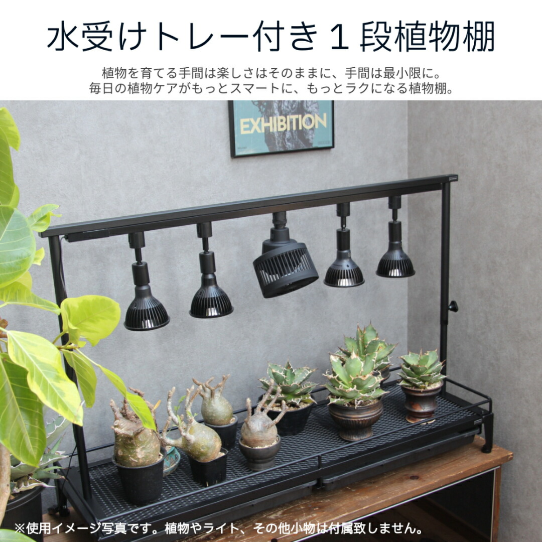 楽天市場】水受けトレー付1段植物棚 植物棚 アガベ 塊根植物 観葉植物