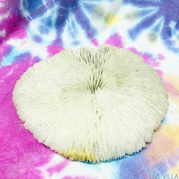 楽天市場】オブジェ インテリア サンゴ 珊瑚 さんご コーラル