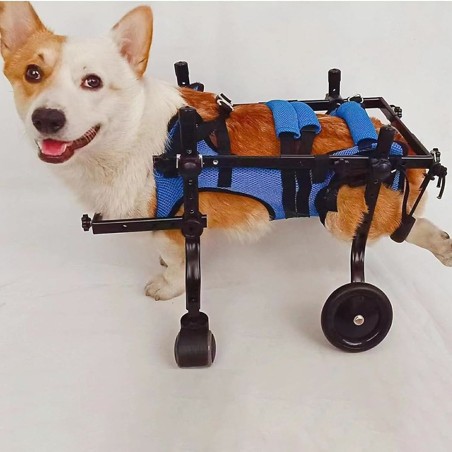 犬用車椅子、コーギーの4輪車椅子、犬の車椅子