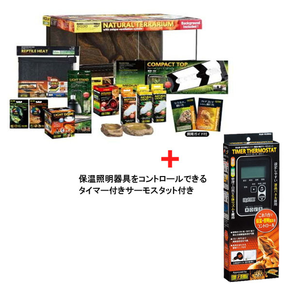 楽天市場】お買い物マラソンセール沖縄県は送料別途【フトアゴヒゲ