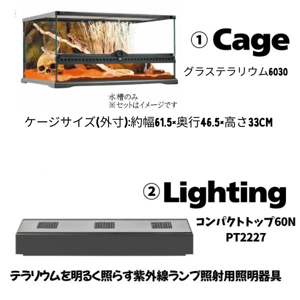 楽天市場】お買い物マラソンセール【初心者向け】フトアゴヒゲトカゲ