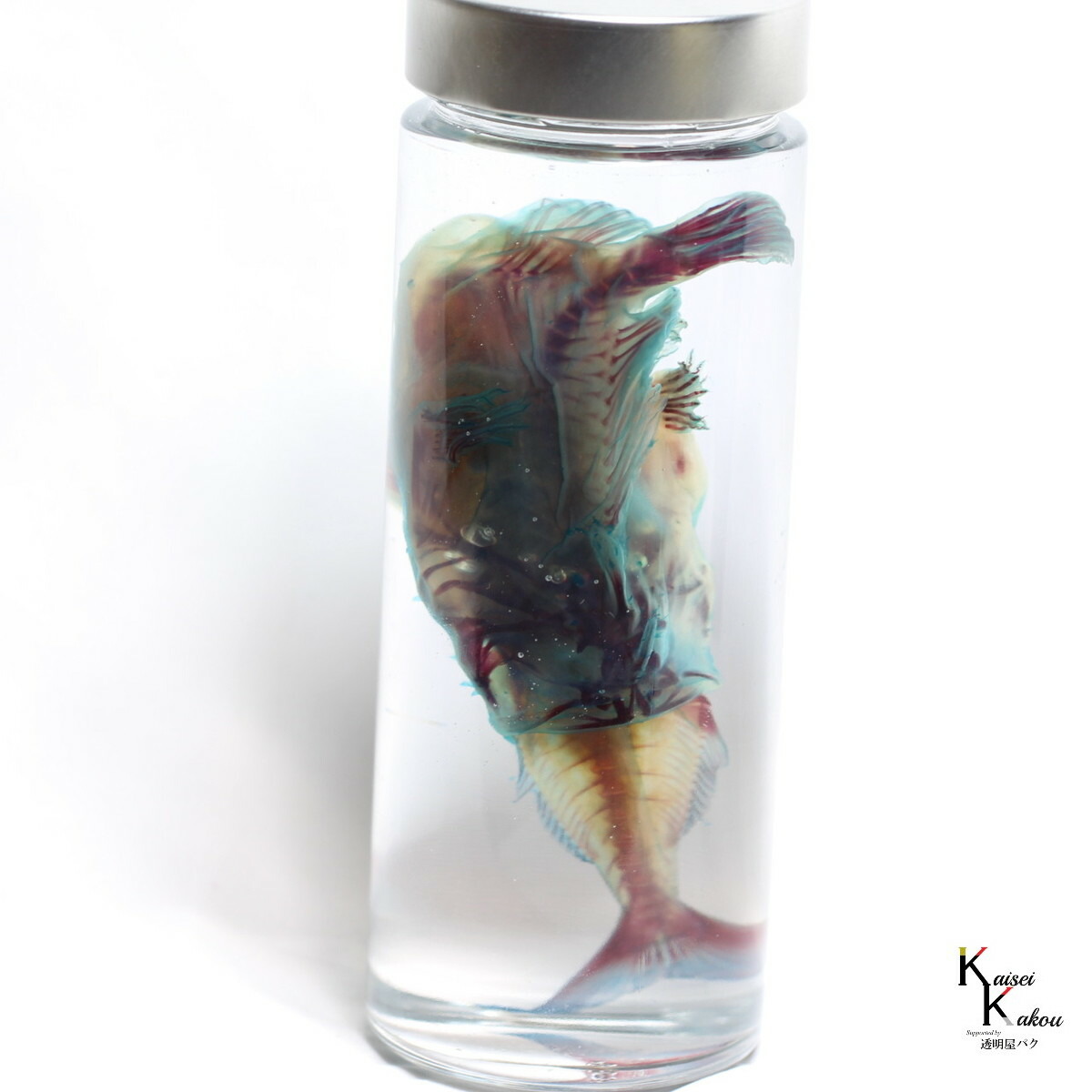 ハオコゼ 標本 化石 透明標本 【公式通販】