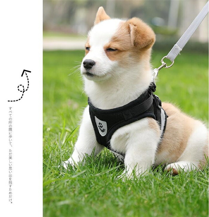 思い出のハーネスとリードハーネスリード