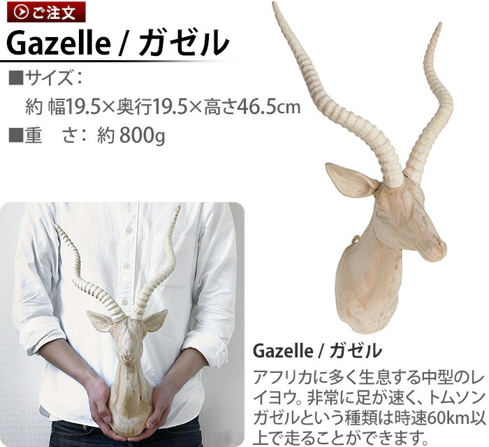 木製大型コンガ 動物皮ヘッド 木製大型コンガ 動物皮ヘッド Pearl