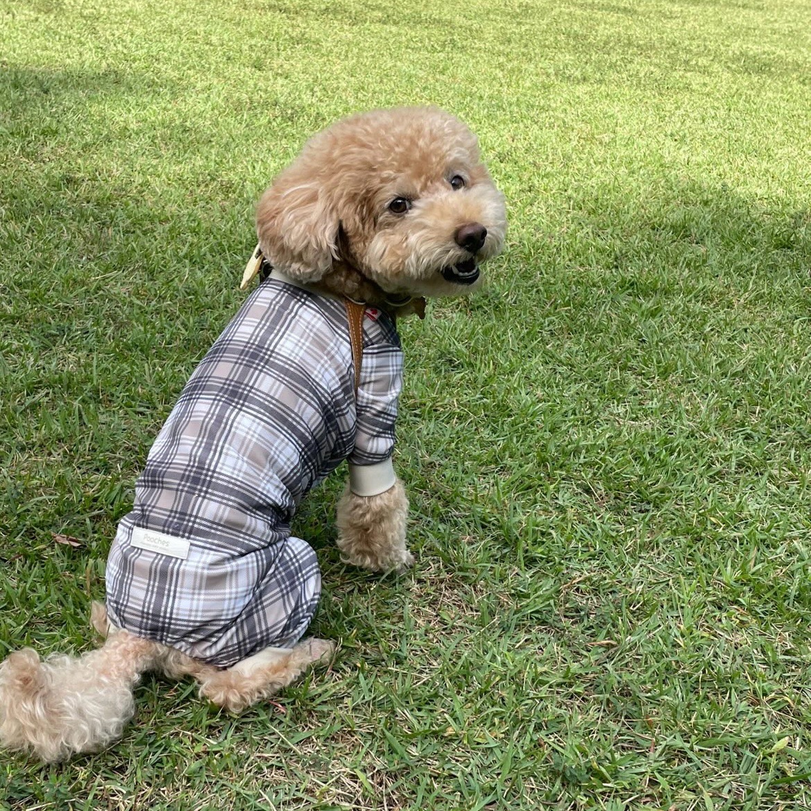 楽天市場】【レビュー投稿で200円クーポン】 犬服 接触冷感 ロンパース