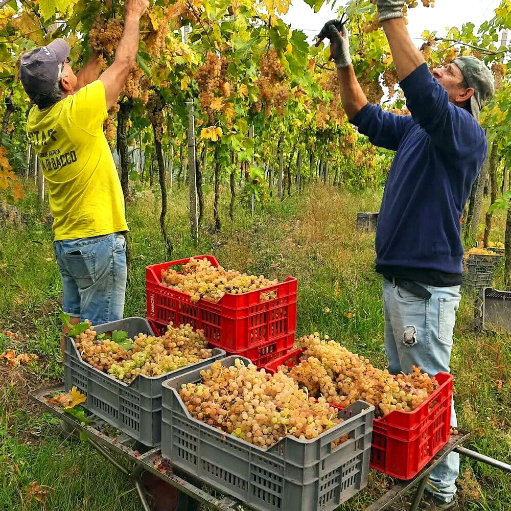 楽天市場】ピーコ クリュ 3本セット 2023 ラ ビアンカーラPico Cru