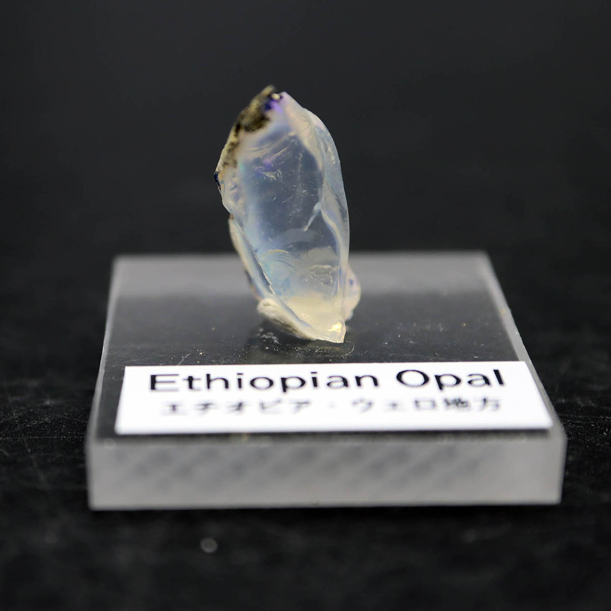 楽天市場】本家セーラ・デ・カブラル産 レコードキーパー入りレアもの