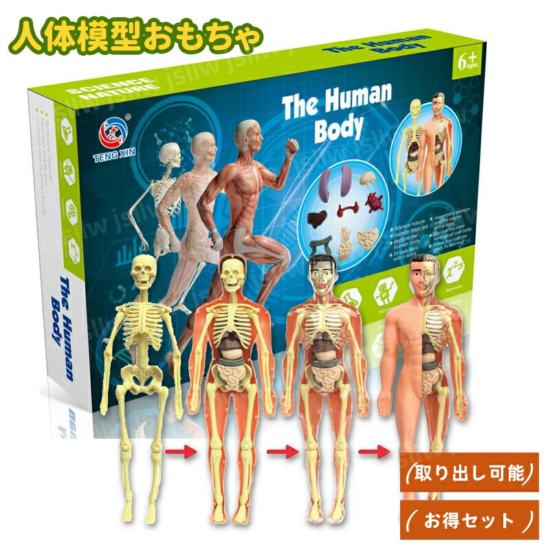 楽天市場】【新商品ポイントup】人体模型おもちゃ 取り外し お得セット