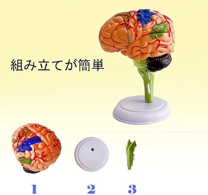 楽天市場】脳模型 4D脳模型 31パーツ 医学 解剖 立体 人体模型 脳
