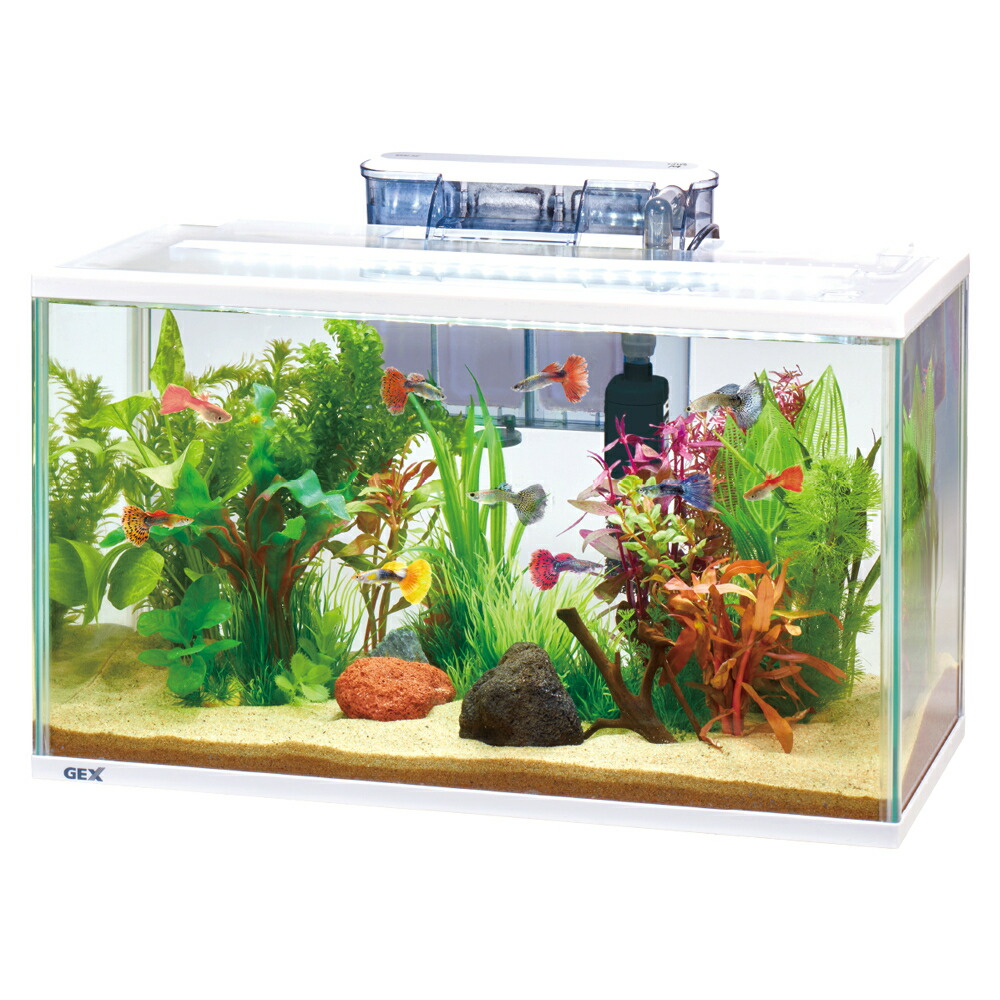 楽天市場】【全国送料無料】GEX 水槽セット スリムアクアセット500 DC