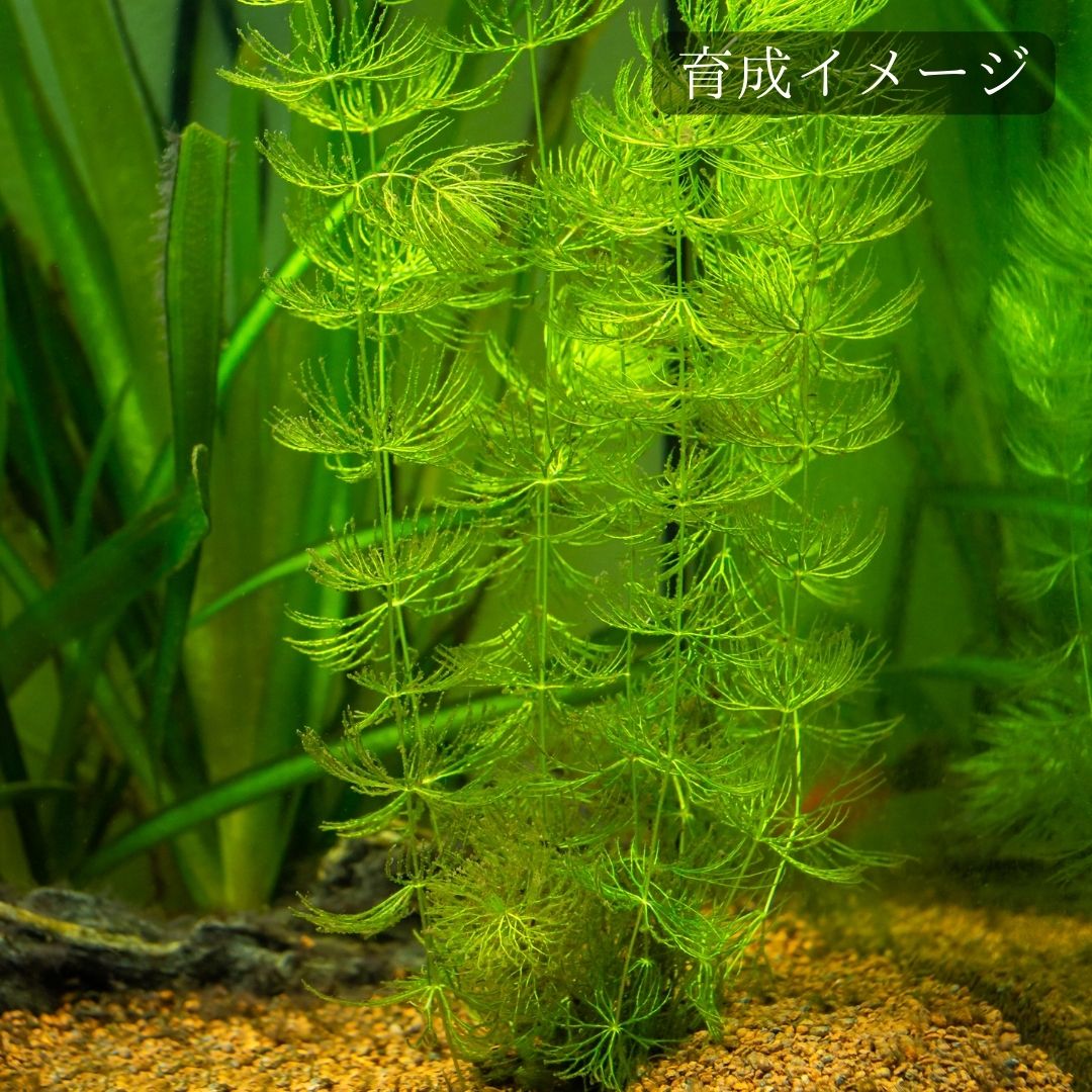 マツモ ( 金魚藻 ) 』 1000g 1000MTM002 Amazon.co.jp: マツモ 1束(約2