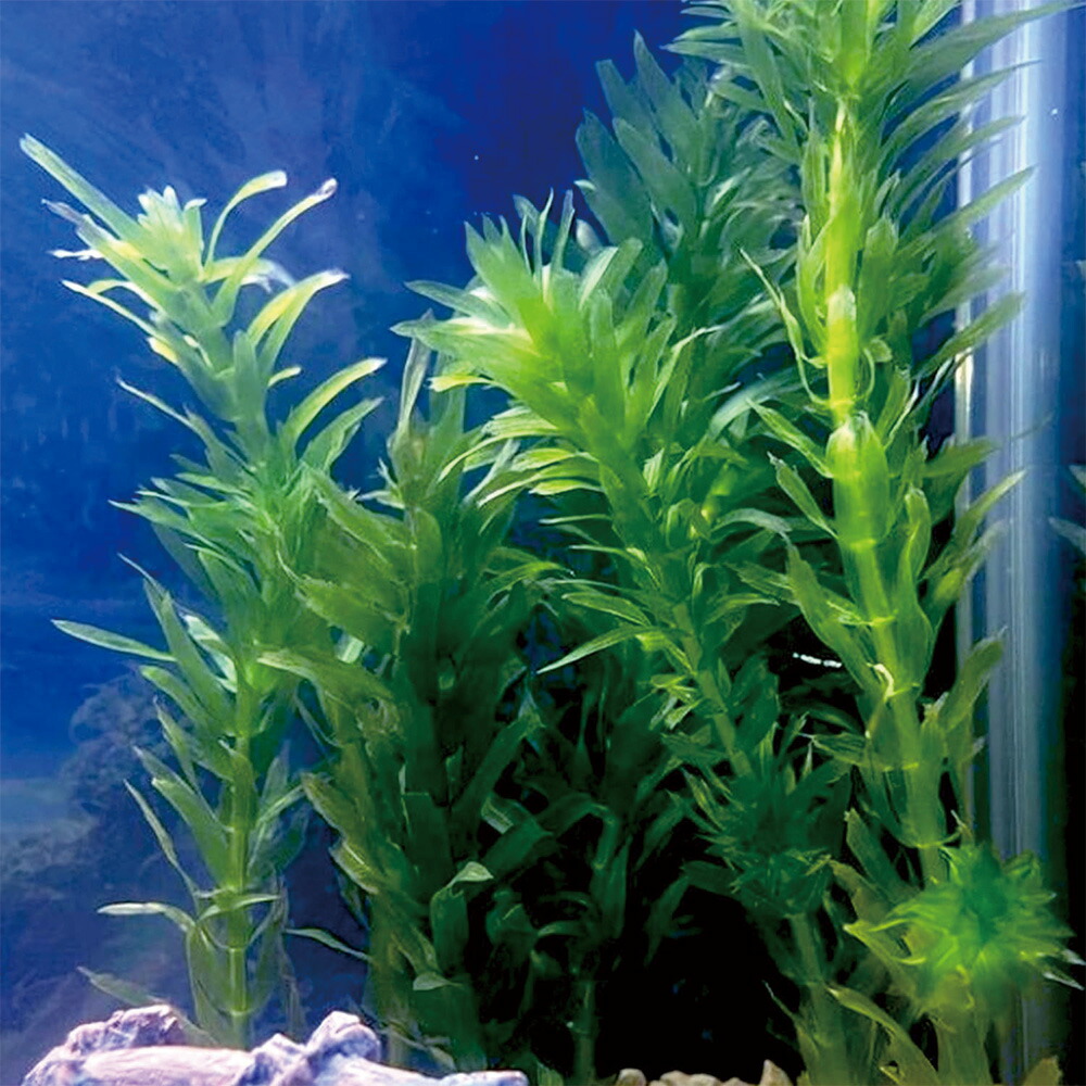 楽天市場】国産 アナカリス 30本 【メダカフレンド】 農薬不使用 金魚