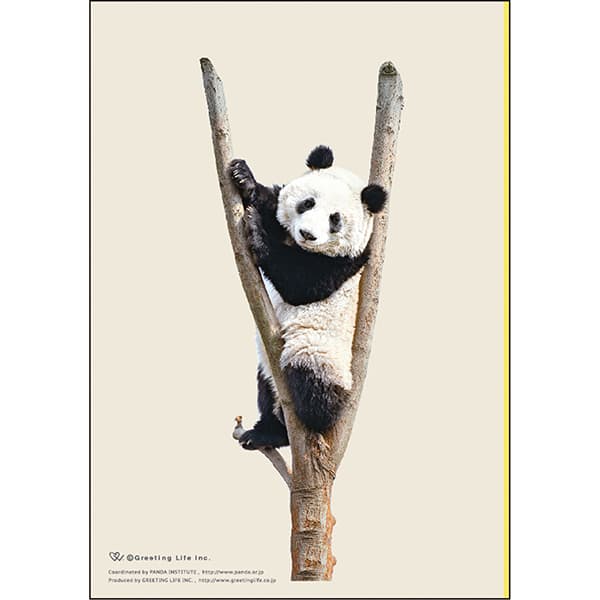 楽天市場】【送料無料】2026年度ダイアリー 1月始まり B6ウィークリー