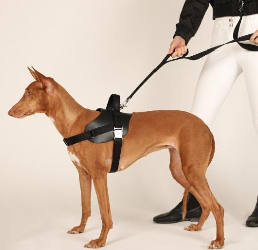 楽天市場】サドルハーネス 【HOZI】 犬 ハーネス ハンドル付き 小型犬