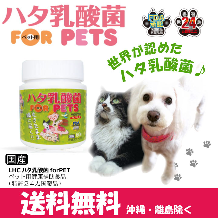 楽天市場】ハタ乳酸菌forPETS(60g) ペット用乳酸菌サプリメント粉末犬