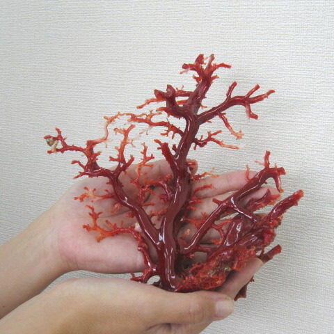 楽天市場】高知沖産血赤珊瑚の拝見 原木 置物 艶出し加工済み 黒檀台