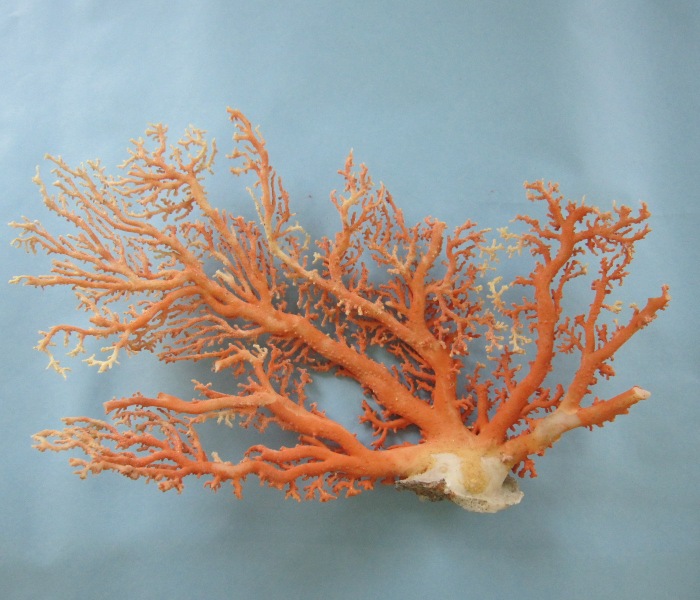 楽天市場】白珊瑚 原木 拝見『宝石珊瑚』魔除け厄除け『宝石サンゴ