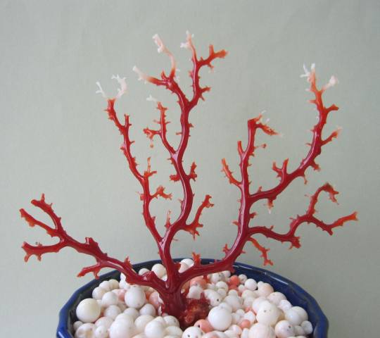 縁起物赤珊瑚桃珊瑚原木サンゴ