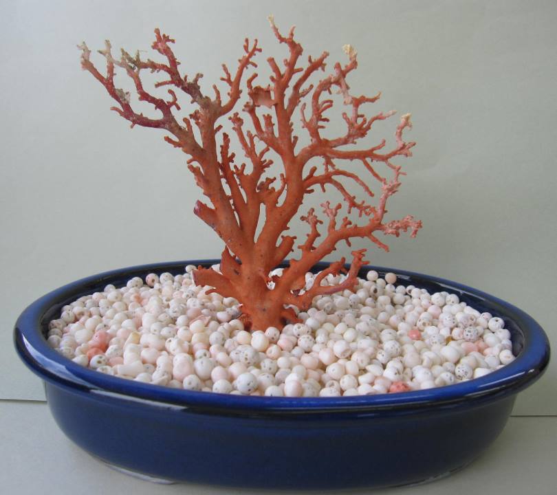 珊瑚 原木 置物 赤珊瑚 サンゴルース 赤原木 置物 中国 赤珊瑚 サンゴ