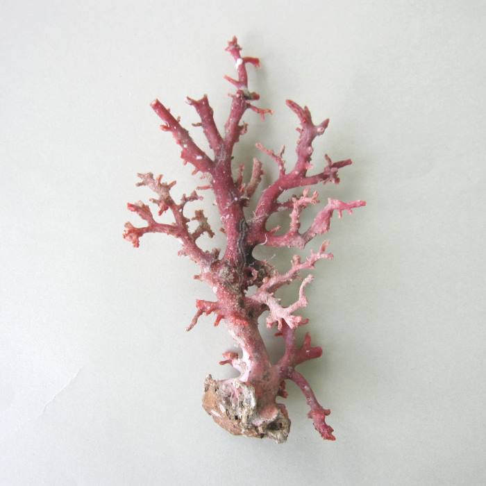 赤珊瑚 原木 枝 16点 総重量99.2g ね 赤珊瑚 原木 枝 16点 総重量99.2g ね