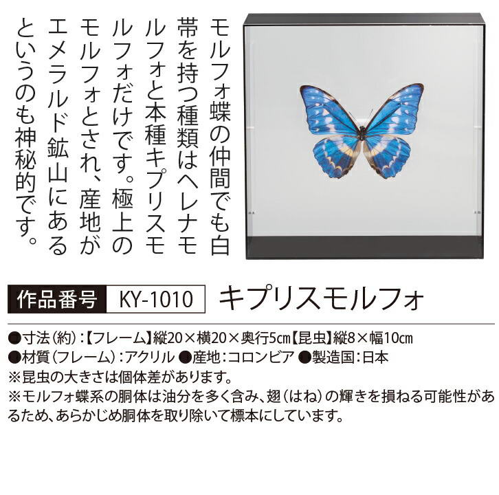 蝶の標本 モルフォの世界(特珍) 楽天市場】世界の珍しい本物の昆虫標本