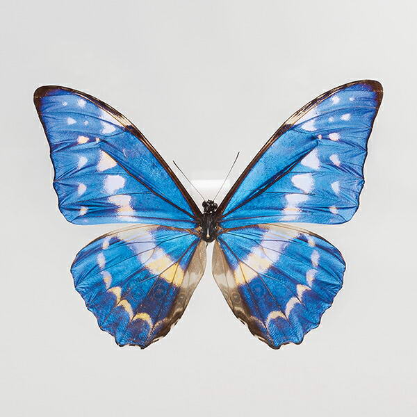 楽天市場】世界の珍しい本物の昆虫標本コレクション 第2弾 「キプリス