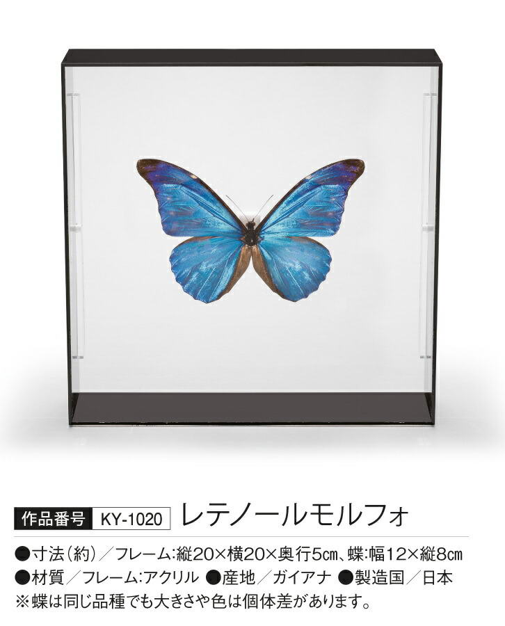 楽天市場】蝶の標本コレクション 「レテノールモルフォ」 : 仏像・掛軸